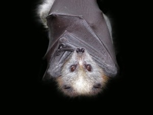 are-bats-really-blind2-400