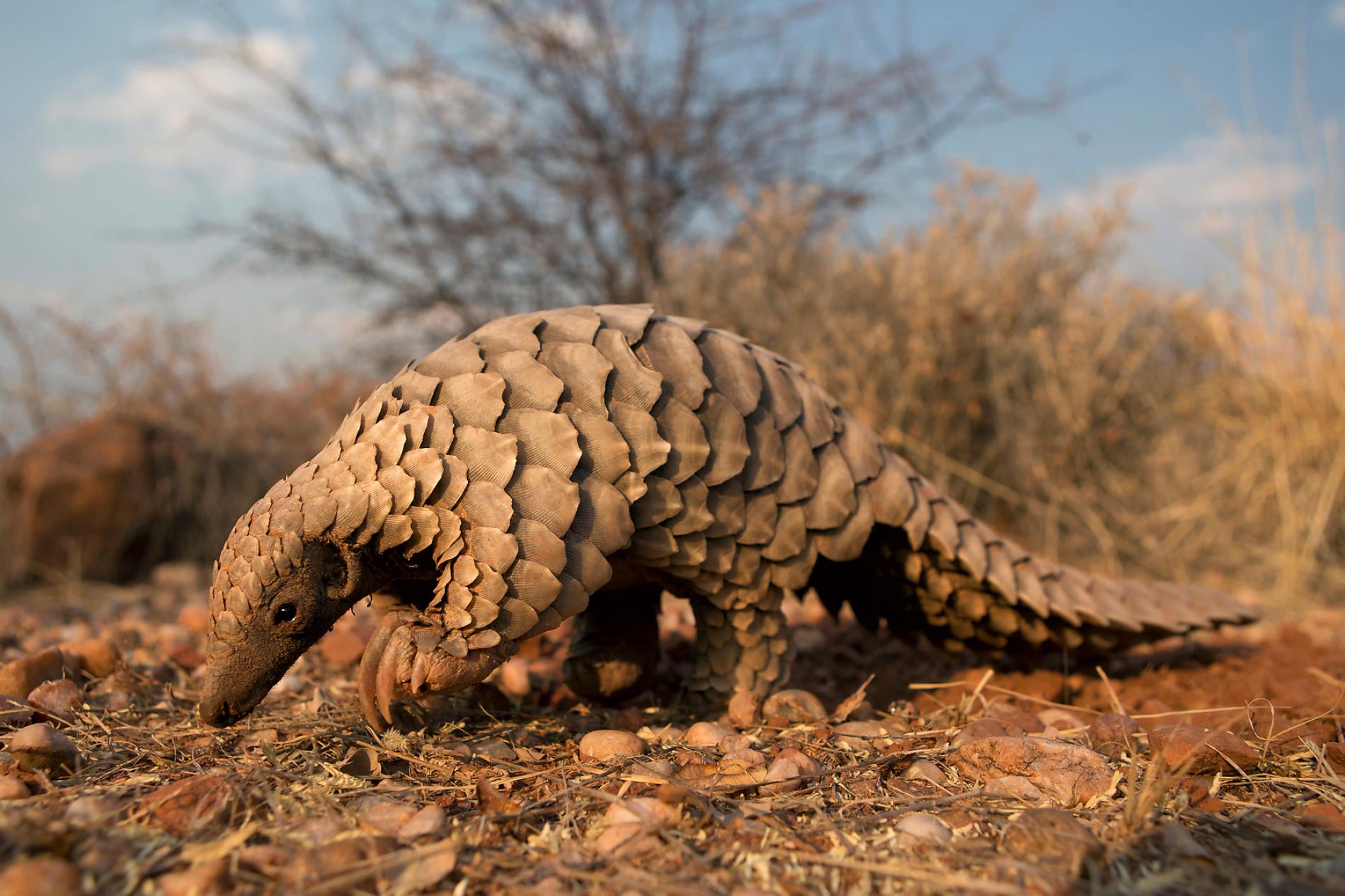 The Plight Of The Pangolin